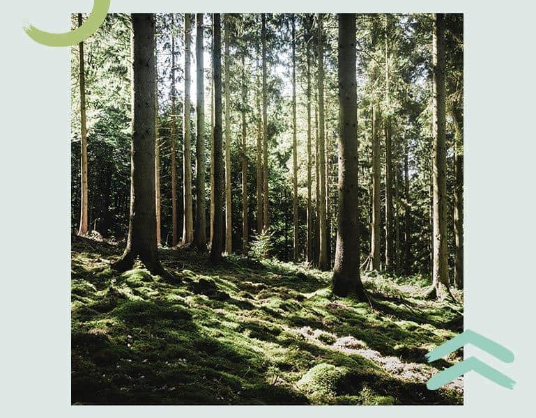 Waldbaden rund um München und Retreats mit Naturhalt. Achtsame Auszeit
