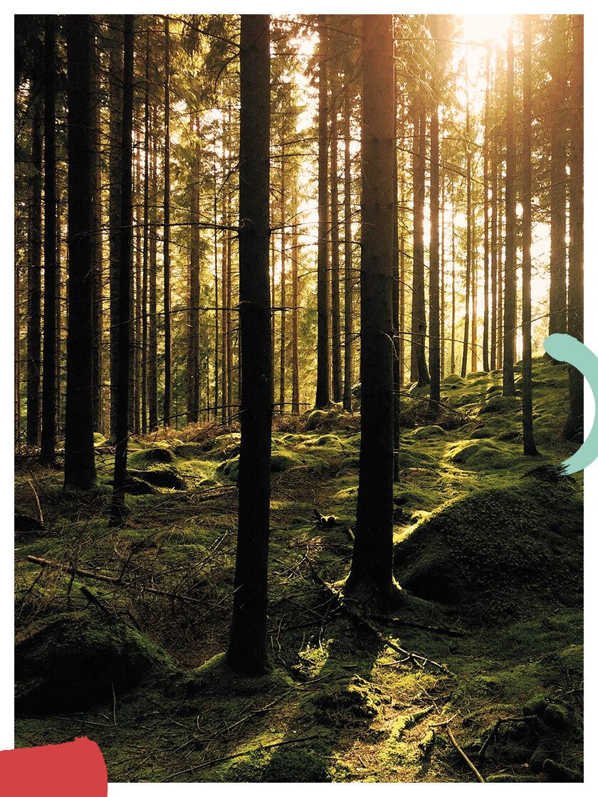 Naturhalt Waldbaden: angenehme Waldstimmung bei Sonnenlicht