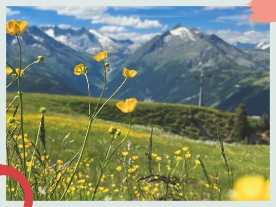 Naturhalt Kontakt in die Natur – Blumenwiese und Berge