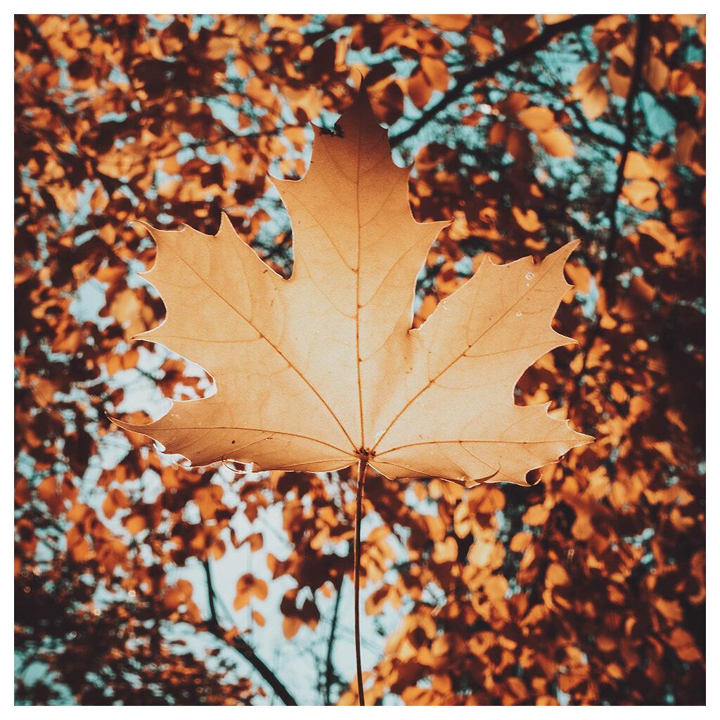 Naturhalt Jahreskreis Stimmungsbild Herbstblatt im Lichtspiel