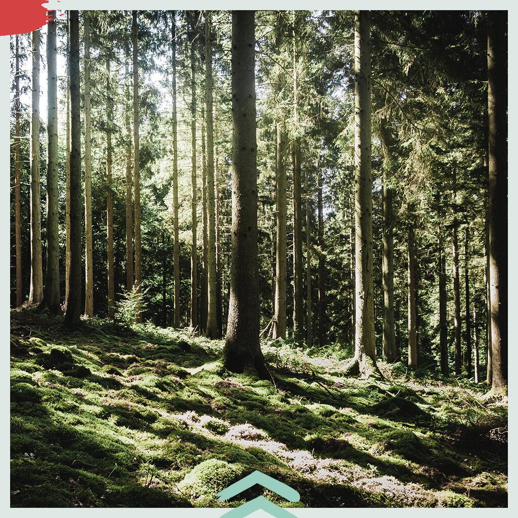 Naturhalt Waldbaden Waldstimmung mit sattem Grün