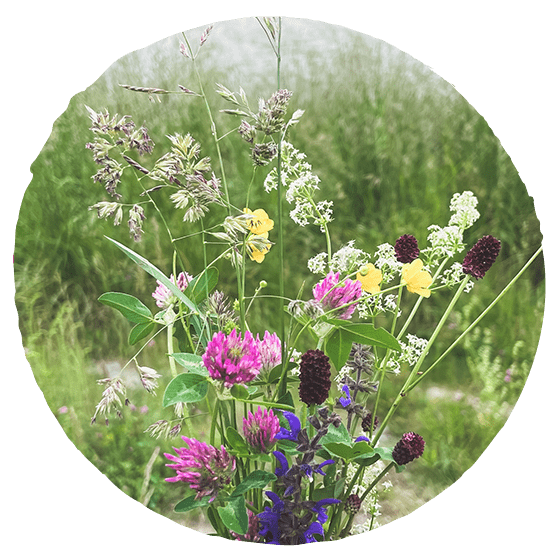 Naturhalt Retreats: Ein Blumenstrauß aus wilden Isar-Blumen