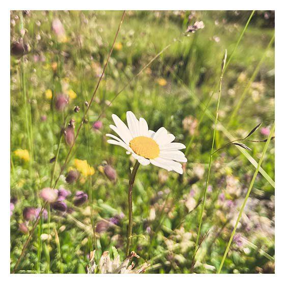 Waldbaden Blumenwiese mit einer Gänseblume