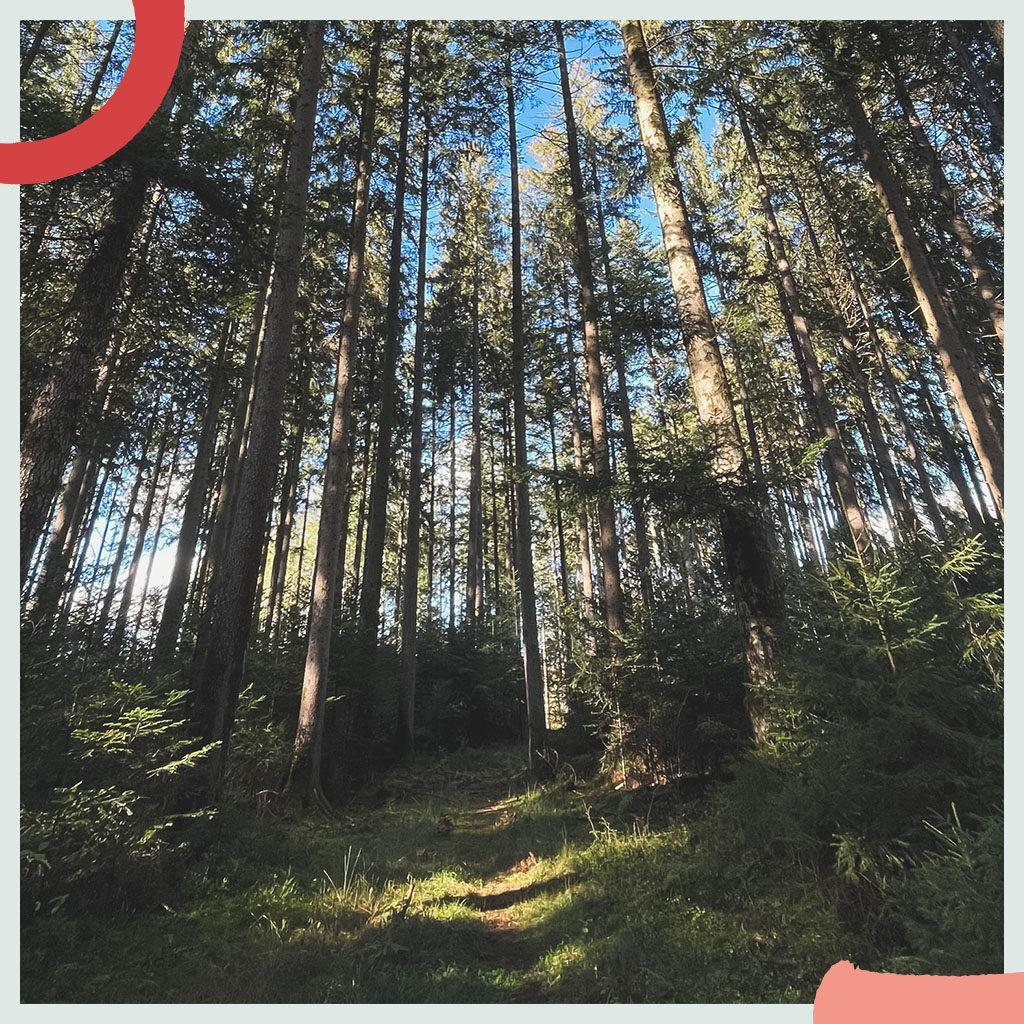 Waldbaden im Einklang mit der Natur.