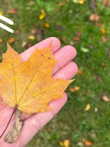 Mehr über den Artikel erfahren Wald der Wünsche