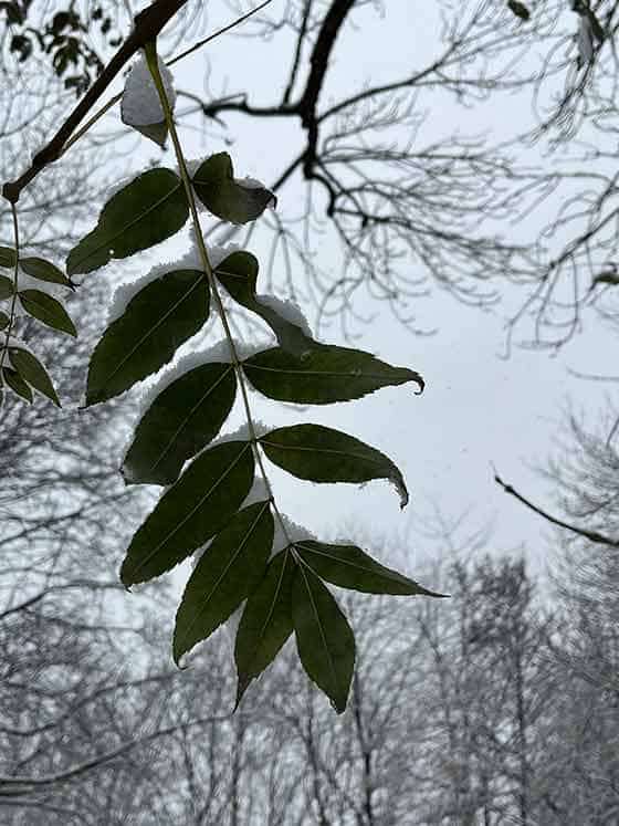 Achtsamer Jahresausklang: Anleitung für eine winterliche Gehmeditation – Beobachtung Blätter