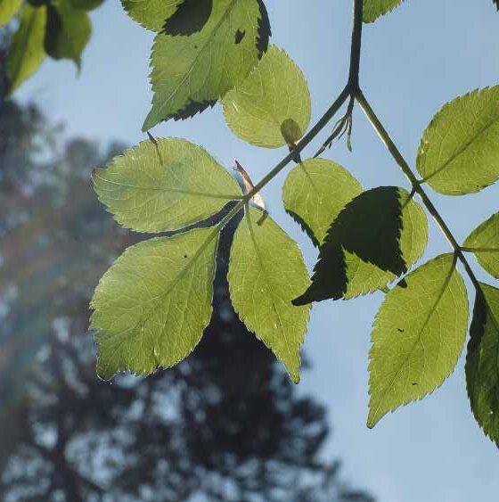 Blätter und Himmel für den Waldbade-Termin am 24.03.2024: Frühlingsbeginn erleben und das Erwachen spüren.