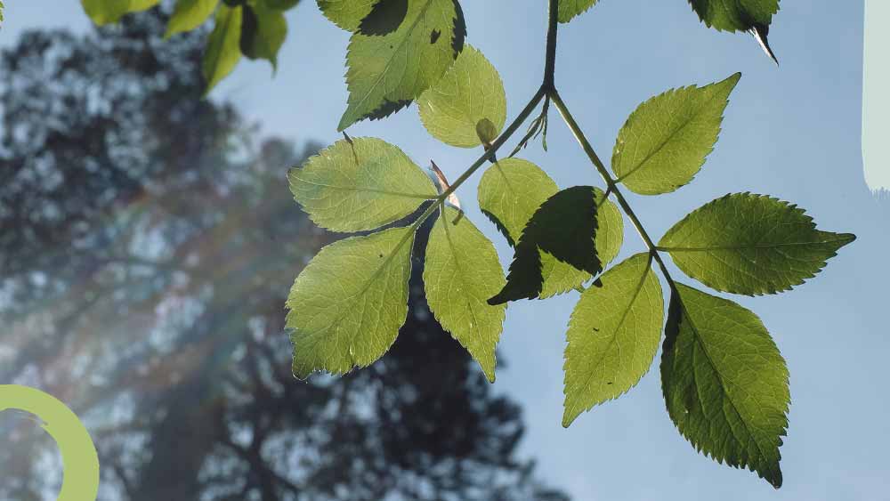 Blätter und Himmel für den Waldbade-Termin am 24.03.2024: Frühlingsbeginn erleben und das Erwachen spüren.