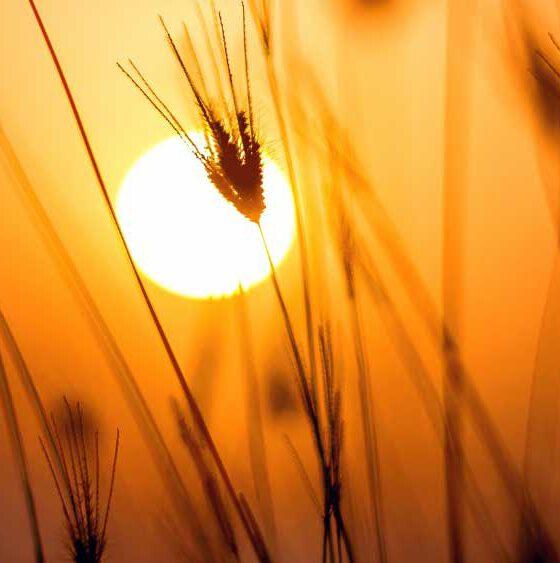 Sonnenuntergang für den Waldbade-Termin am 27.10.2024: Achtsam und bewusst Abschied nehmen. Themen-Waldbaden "Trauer und Abschied in der Natur"