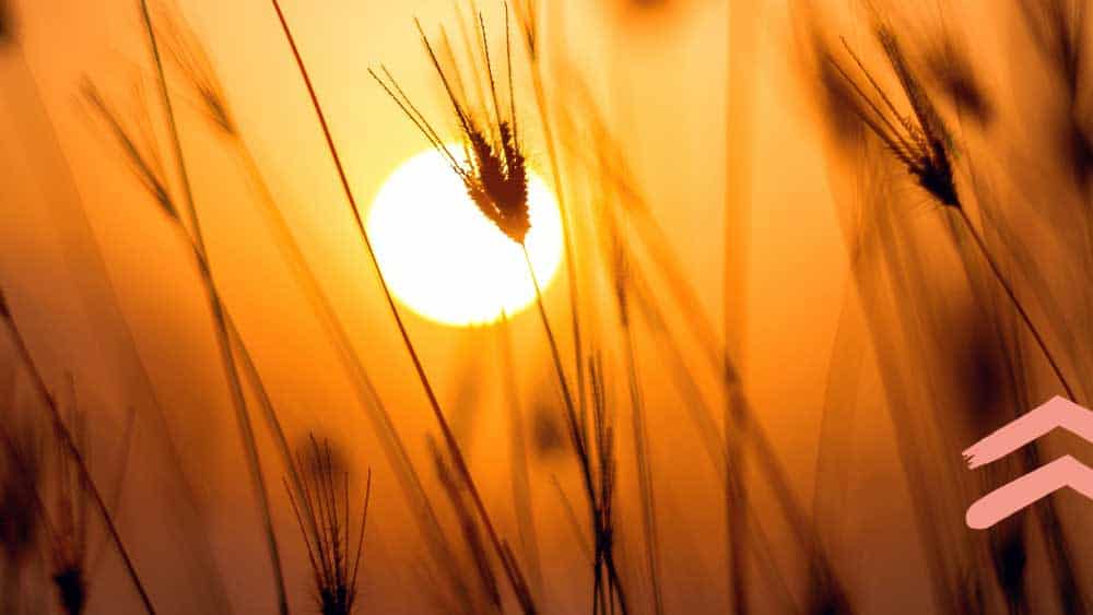 Sonnenuntergang für den Waldbade-Termin am 27.10.2024: Achtsam und bewusst Abschied nehmen. Themen-Waldbaden "Trauer und Abschied in der Natur"