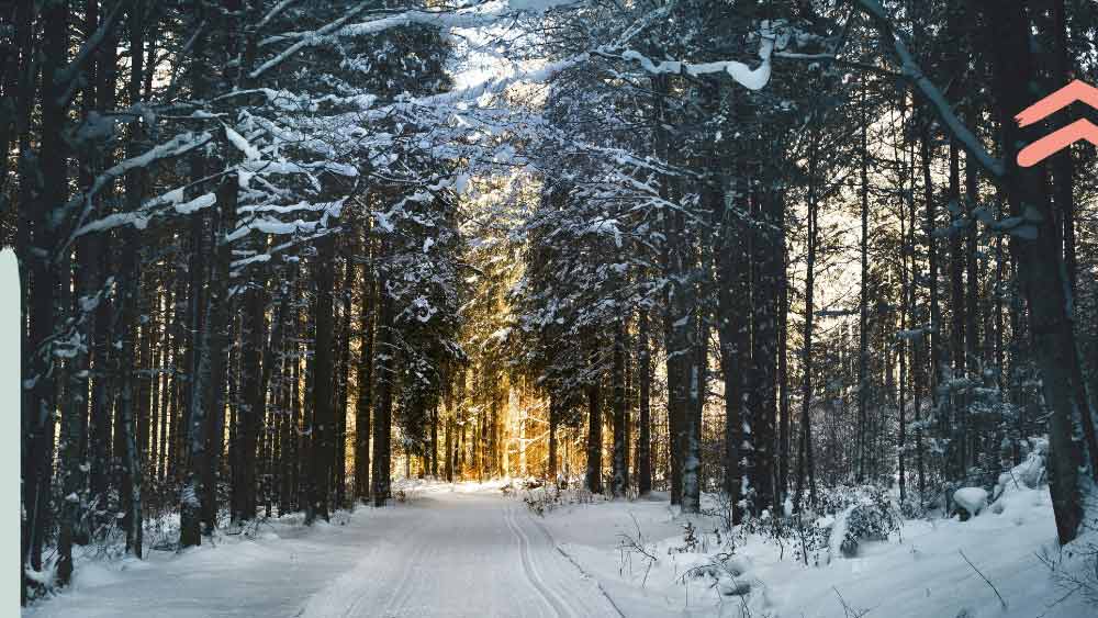 Waldbaden mit Naturhalt – Veranstaltung und Termin zum gemeinsamen Jahresabschluss 2023 in der Natur