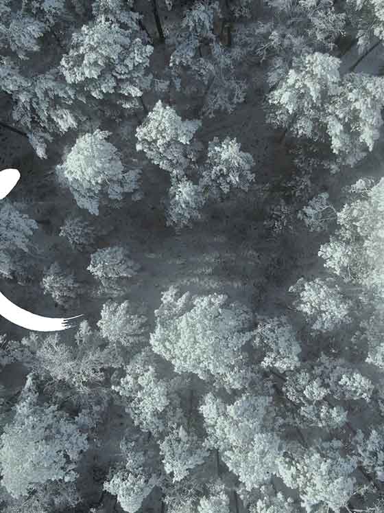 Achtsamer Jahresausklang: Fantasiereise in den Wald zur Entspannung zwischen den Feiertagen