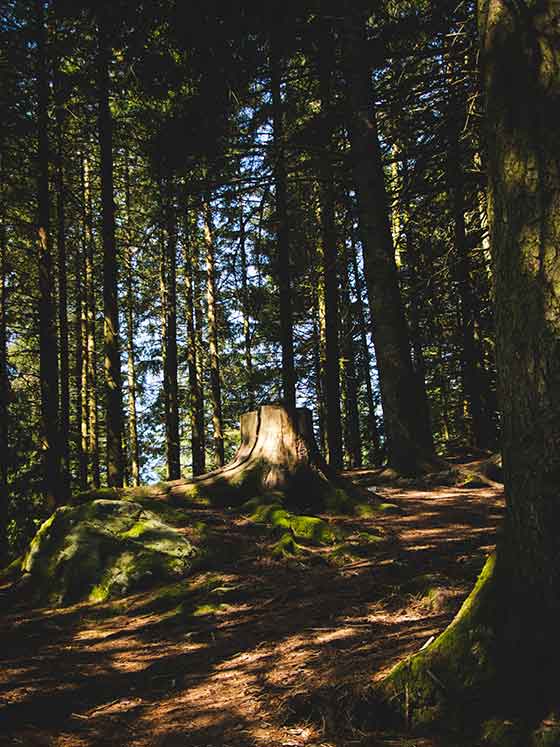 Waldwirkung des Waldbadens – Gesundheitsförderung pur | Stimmungsbild