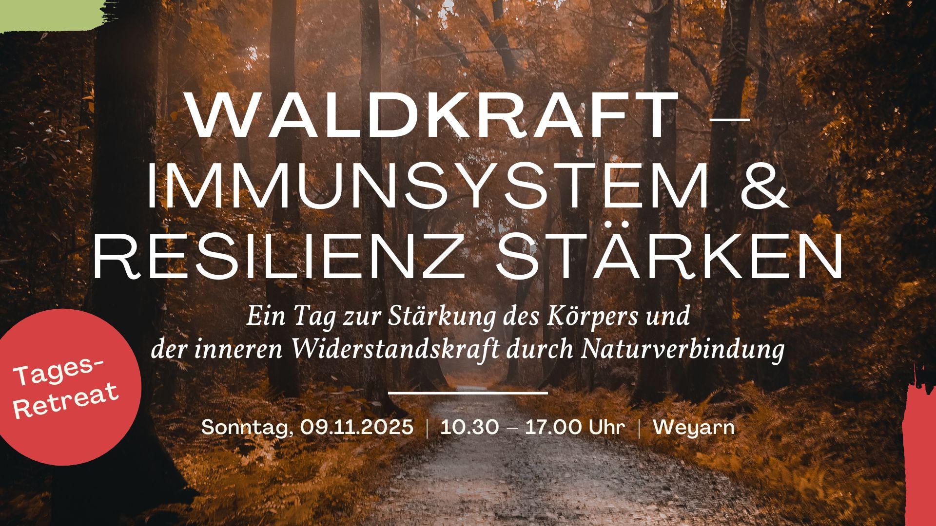 Tages-Retreat | Waldkraft: Immunsystem & Resilienz stärken | am Sonntag, 09.11.2025 in Weyarn, Bayern