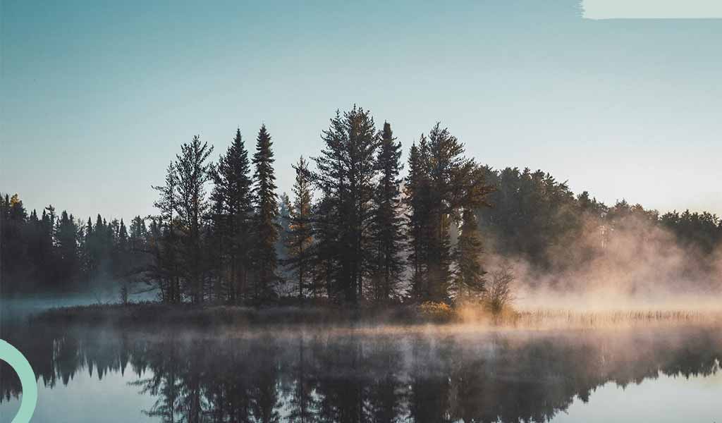 Resilienz + Immunsystem stärken – Nutze die Waldkraft