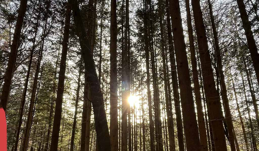 Sonnenstrahlen auch an kalten und dunklen Tagen – Stärke deine innere Wärme